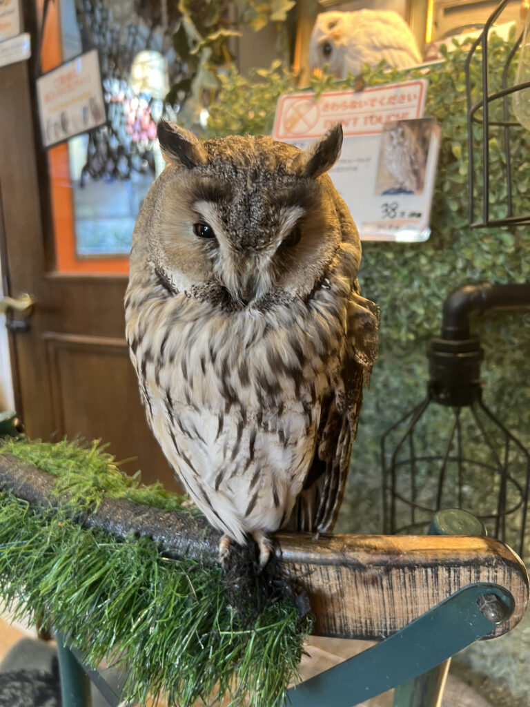 根津のフクロウカフェ『鳥のいるカフェ 谷中本店』