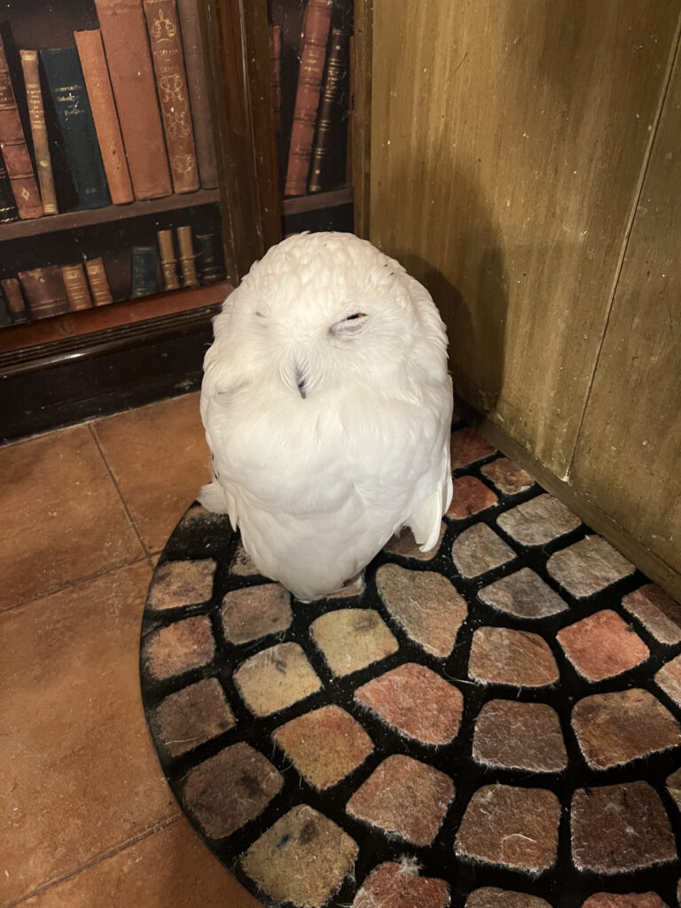 店内であちこちに佇む可愛いフクロウたち
