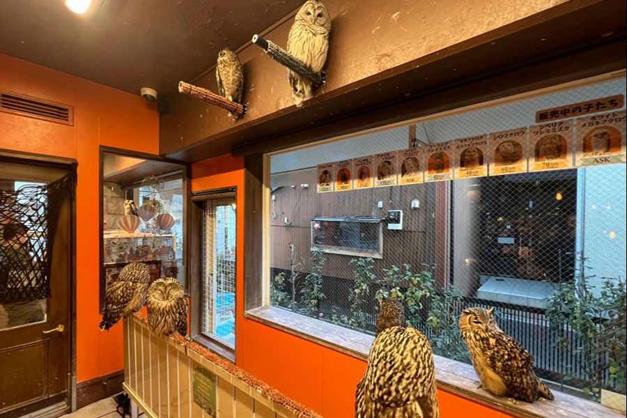 『鳥のいるカフェ 谷中本店』の特徴・見どころ