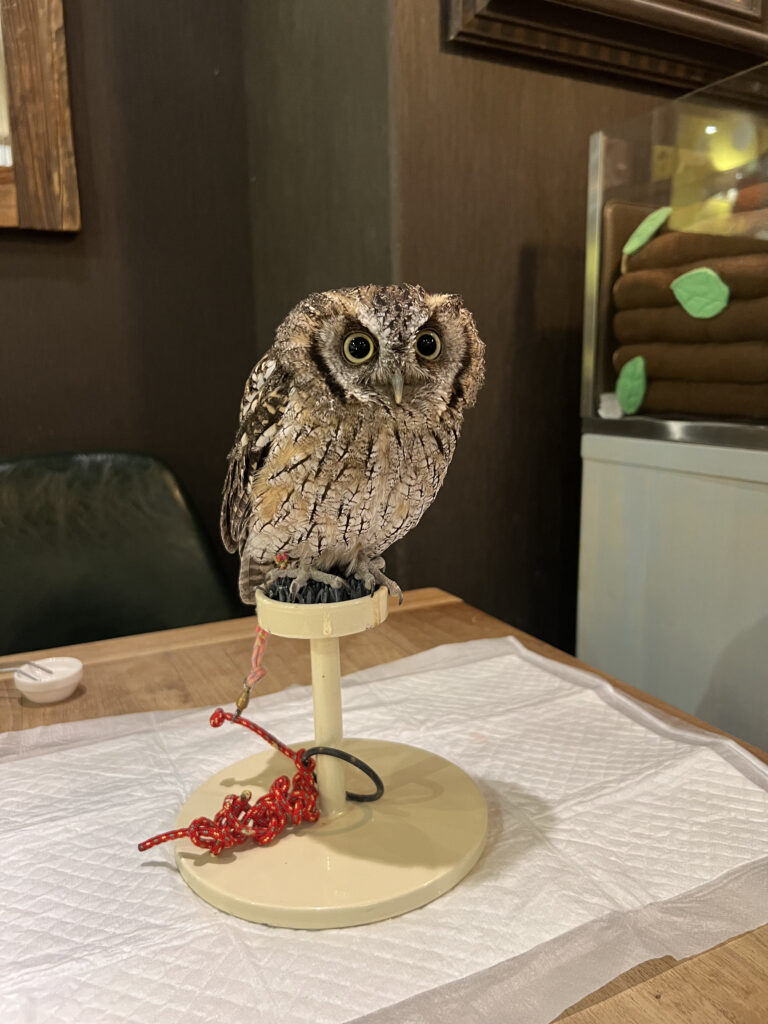 お気に入りのフクロウがあなたの席へ