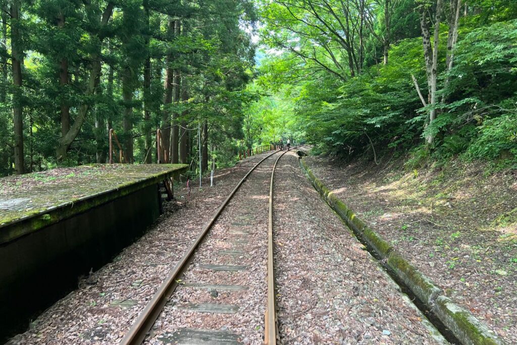 緑に包まれる森林エリア