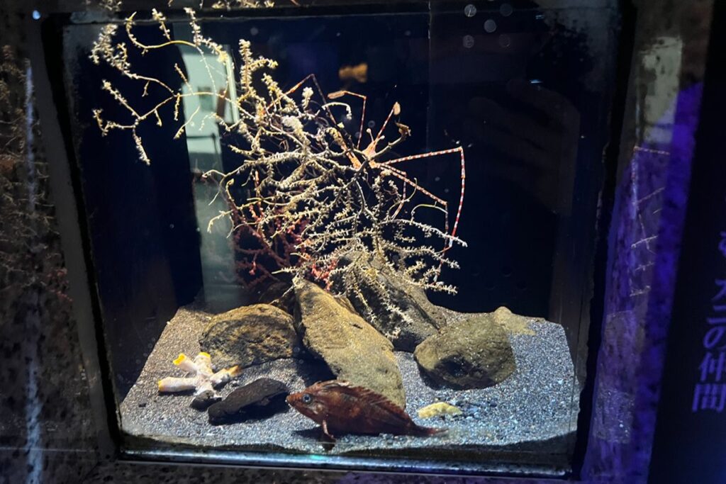 足の長い生き物と魚