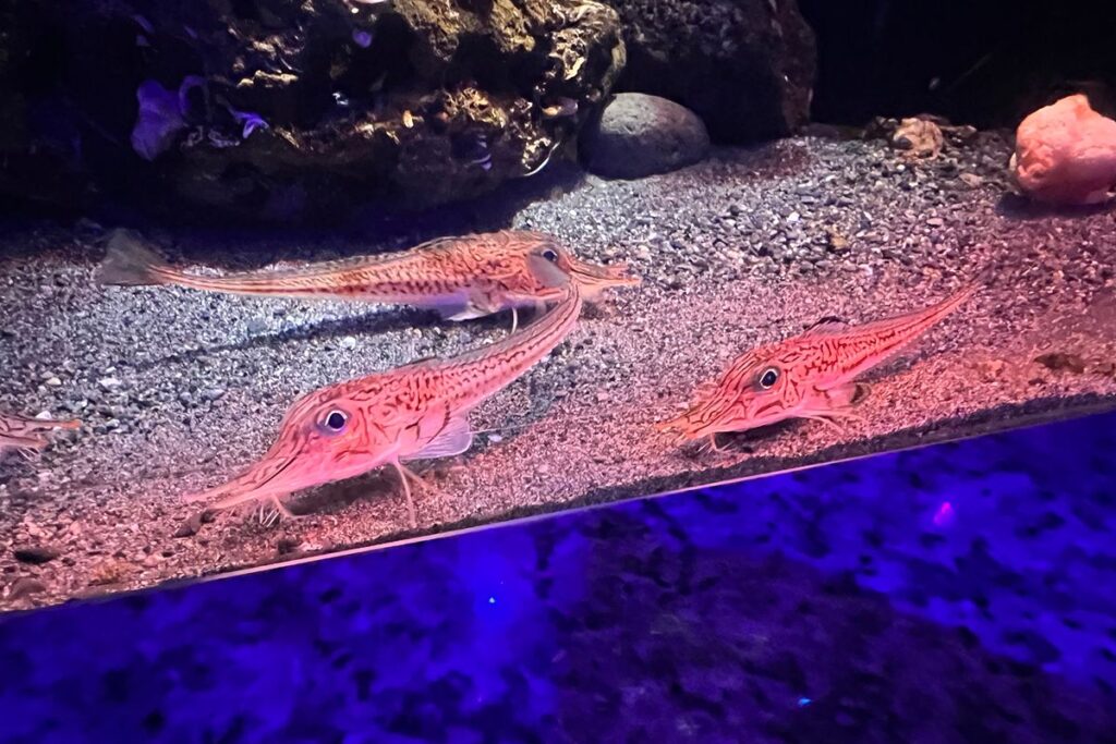 海老のような生き物