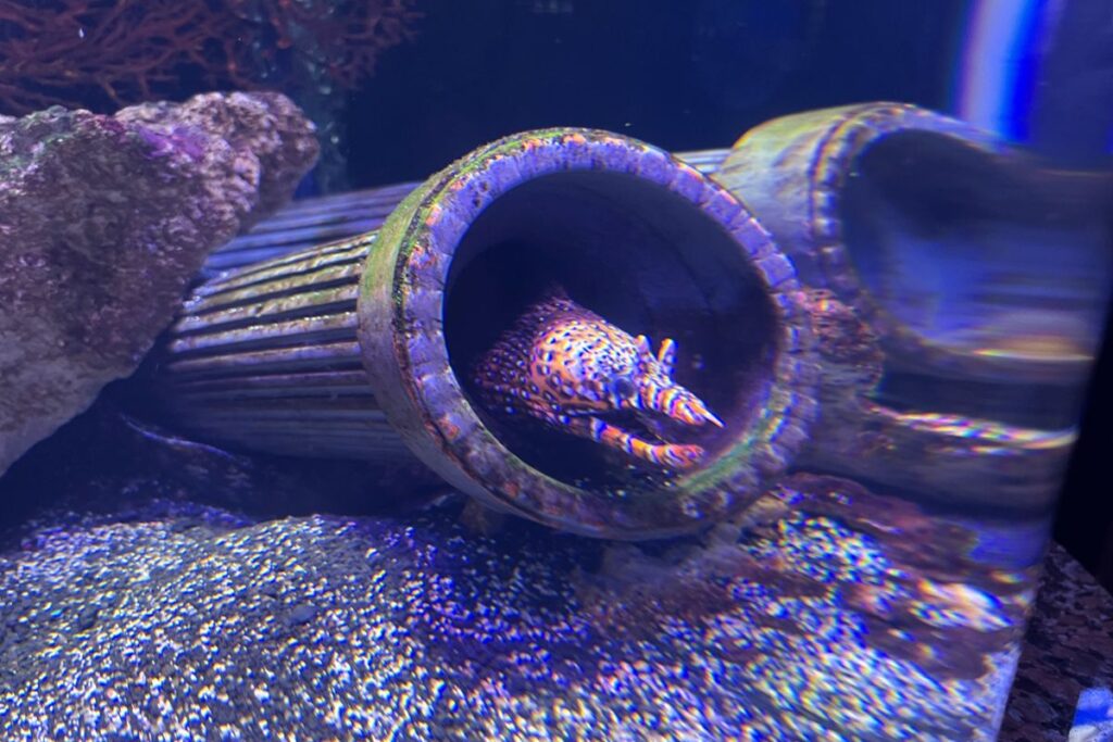 パイプに隠れるウツボ