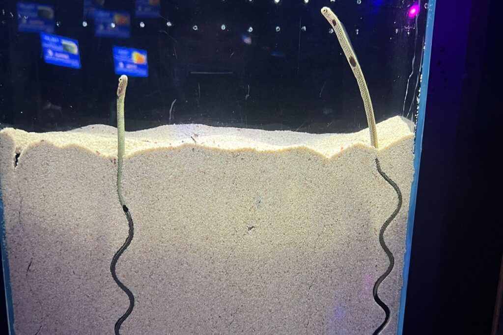 チンアナゴ