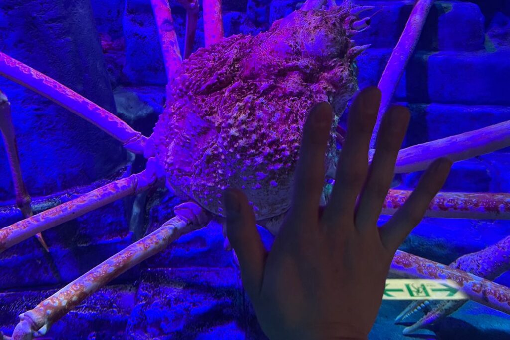 カニと筆者の手