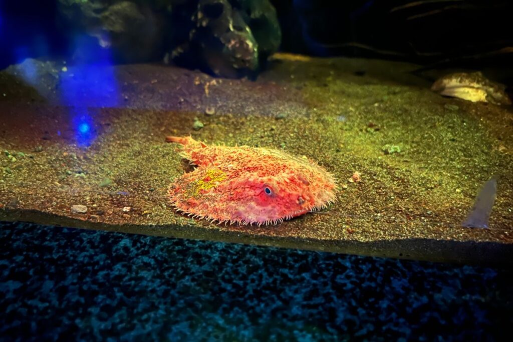 ひらべったい魚