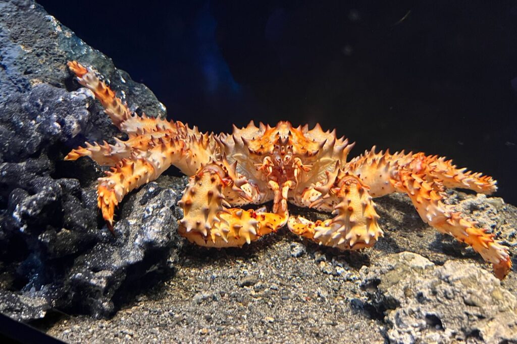 とげとげのカニ