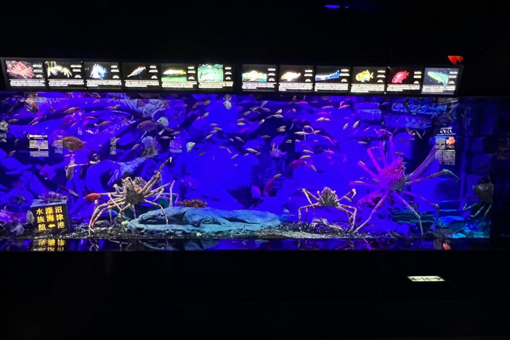 駿河湾大水槽