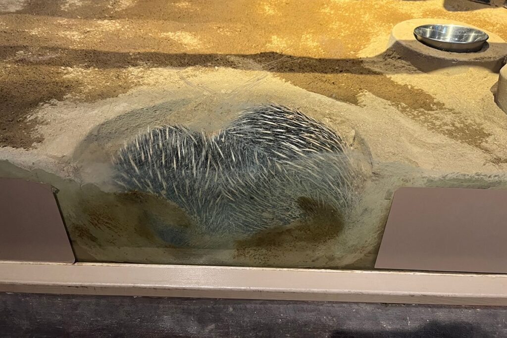 ハリモグラ