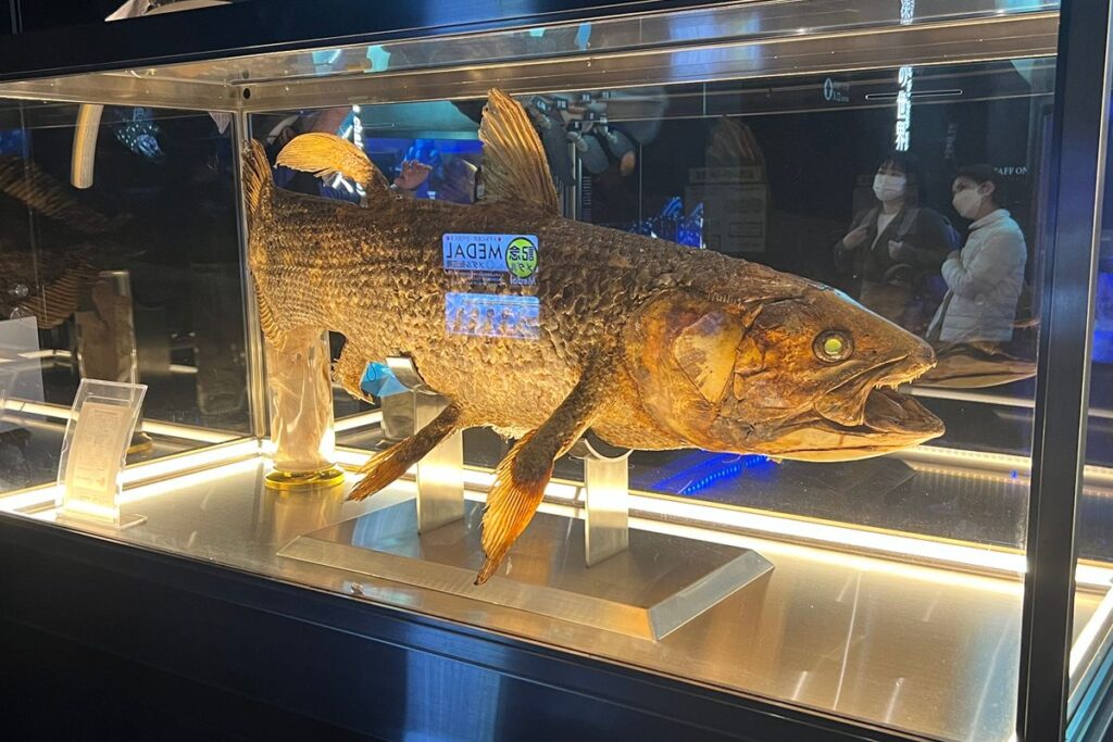 シーラカンスのはく製